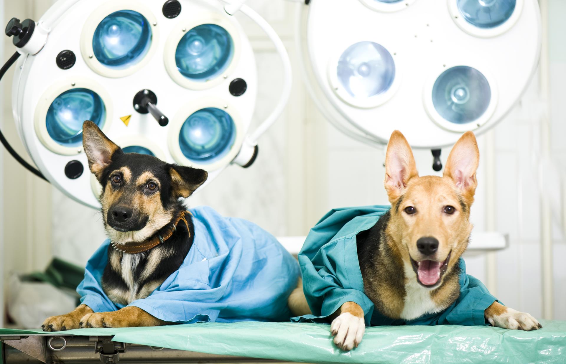 Veterinary Surgery in Houston, TX Aldine Mail Route Animal Hospital